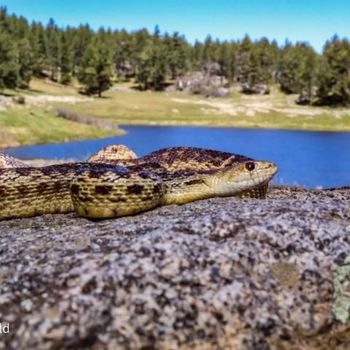 Adult San Diego Gophersnake