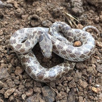 Adult San Diego Nightsnake