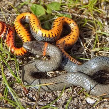 Adult San Diego Ringneck Snake