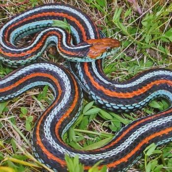 Adult San Francisco Gartersnake