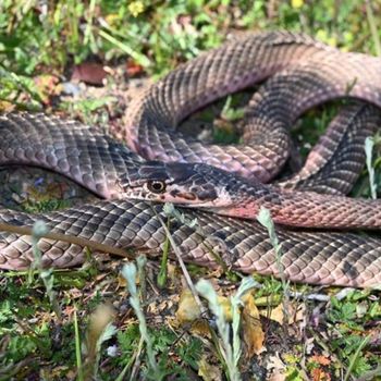 Adult San Joaquin Coachwhip