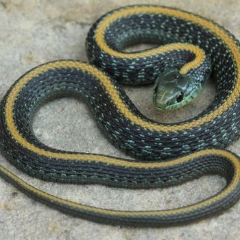 Adult Santa Cruz Garter Snake