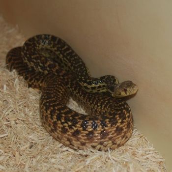 Adult Santa Cruz Island Gophersnake