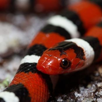 Adult Scarlet Kingsnake