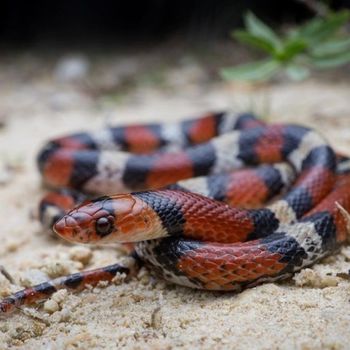 Adult Scarlet Snake