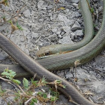 Adult Schott’s Whipsnake