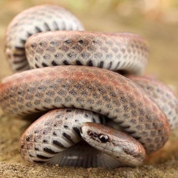 Adult Sharp-tailed snake