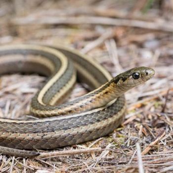 Adult Short-headed Gartersnake