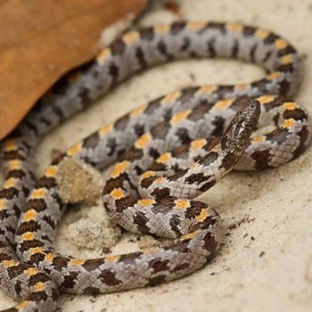 Adult Short-tailed kingsnake