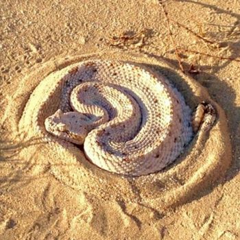 Adult Sidewinder