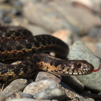 Adult Sierra Garter Snake