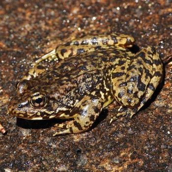 Adult Sierra Nevada Yellow-legged Frog