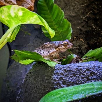 Adult Sierran Tree Frog