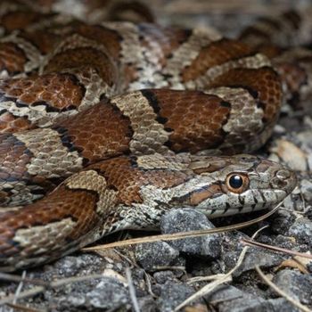 Adult Slowinski’s Corn Snake