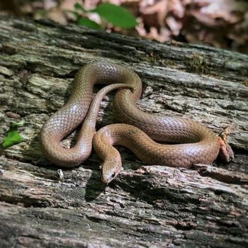 Adult Smooth Earth Snake