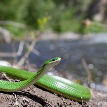 Adult Smooth Green Snake