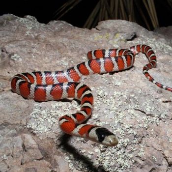 Adult Sonora Mountain Kingsnake