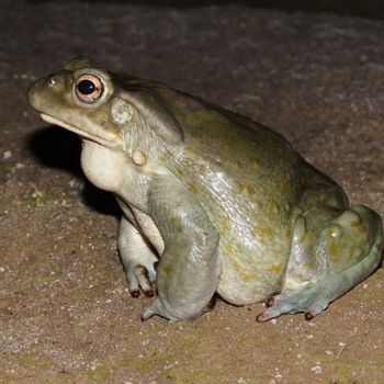 Adult Sonoran Desert Toad