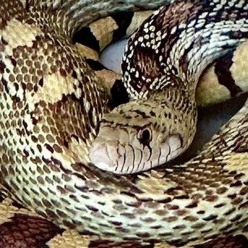 Adult Sonoran Gophersnake