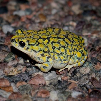 Adult Sonoran Green Toad