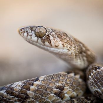 Adult Sonoran Lyre Snake