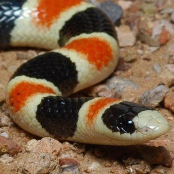 Adult Sonoran Shovel-Nosed Snake