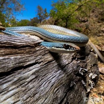 Adult Sonoran Whipsnake