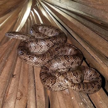 Adult South Florida mole kingsnake