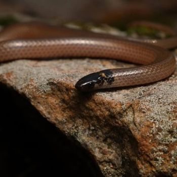 Adult Southeastern Crowned Snake