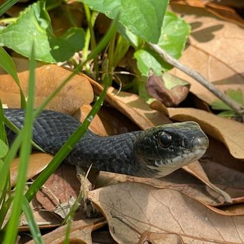 Adult Southern Black Racer