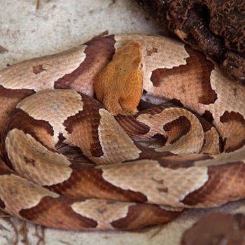 Adult Southern Copperhead