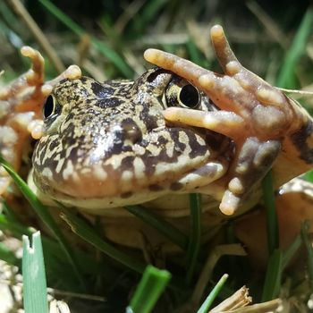 Adult Southern Crawfish Frog