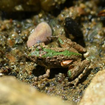 Adult Southern Cricket Frog