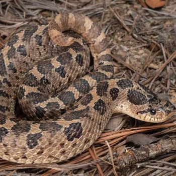 Adult Southern Hognose Snake