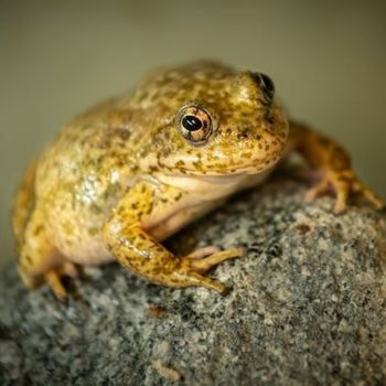 Adult Southern Mountain Yellow-legged Frog