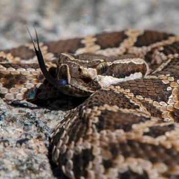 Adult Southern Pacific Rattlesnake