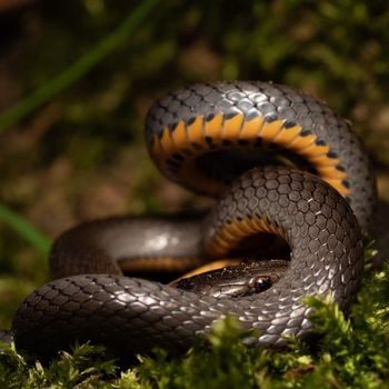 Adult Southern Ringneck Snake