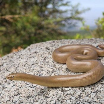 Adult Southern Rubber Boa