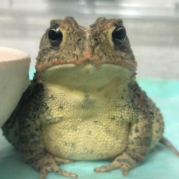 Adult Southern Toad