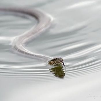 Adult Southern Watersnake