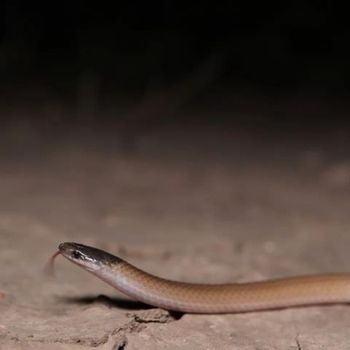 Adult Southwestern Blackhead Snake