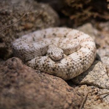 Adult Southwestern Speckled Rattlesnake