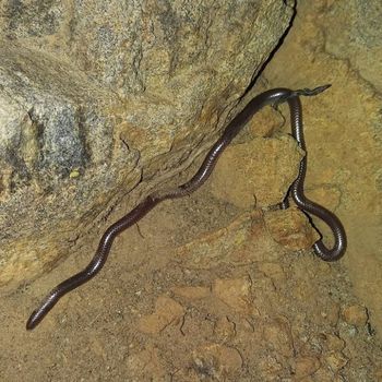 Adult Southwestern Threadsnake