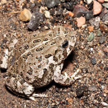Adult Southwestern Toad