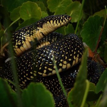 Adult Speckled Kingsnake