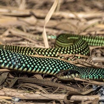 Adult Speckled Racer