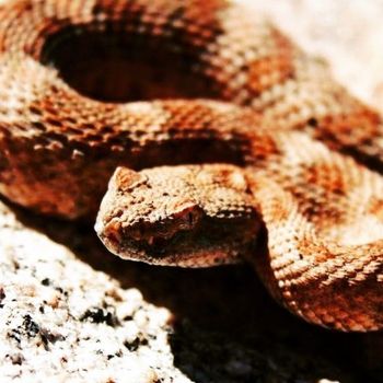 Adult Speckled Rattlesnake