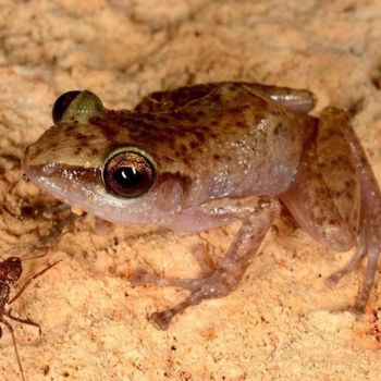 Adult Spotted Chirping Frog