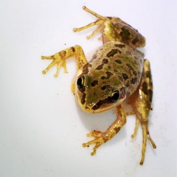 Adult Spotted Chorus Frog