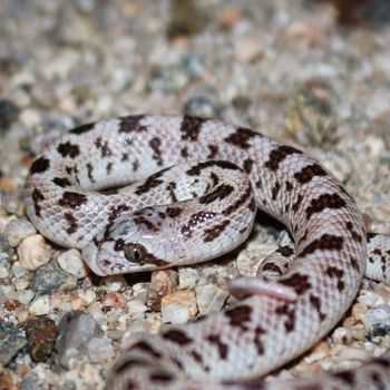 Adult Spotted Leaf-Nosed Snake